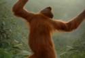 Dancing Monkey HD Live Wall screenshot 1