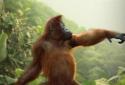 Dancing Monkey HD Live Wall screenshot 3