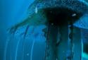 Night Light Jelly Fish LWP 3D screenshot 10