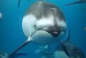 3D Ocean Dolphin Live Wall screenshot 2