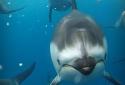 3D Ocean Dolphin Live Wall screenshot 9