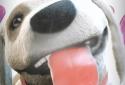 Puppy Licks Screen Animation screenshot 10