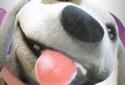 Puppy Licks Screen Animation screenshot 5