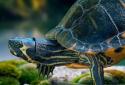 Turtle Ocean Water Pool screenshot 5