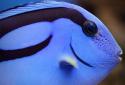 Flora Coral Fish 3D Live WP screenshot 5