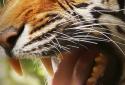 Tiger Lion Live Wallpaper screenshot 1