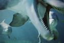 Dolphin Ocean Ripple Effect screenshot 4