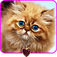 Fluffy Cat