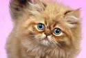 Fluffy Cat screenshot 1