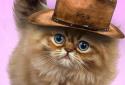 Fluffy Cat screenshot 7