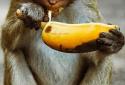 What do animals eat? screenshot 4