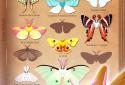Flutter: Starlight screenshot 14