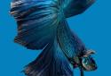 Betta Fish 3D screenshot 5