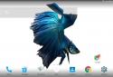 Betta Fish 3D screenshot 8