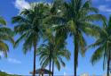 Beach Palms Live Wallpaper 3D screenshot 6