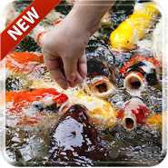 Koi Free Live Wallpaper 3D