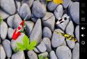 Koi Free Live Wallpaper 3D screenshot 5