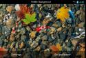 Koi Free Live Wallpaper 3D screenshot 8