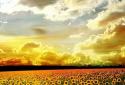 Coucher de soleil parfait screenshot 5