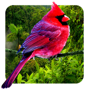Birds 3D parallax live wallpaper