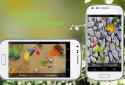 Koi Pond Live Wallpaper Pro screenshot 5