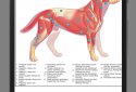 Dog Anatomy : Canine Anatomy screenshot 1