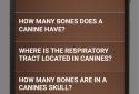 Dog Anatomy : Canine Anatomy screenshot 6