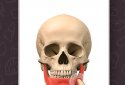 Anatomy Game Anatomicus Pro screenshot 5
