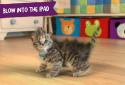 Little kitty screenshot 4