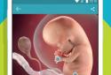Pregnancy Tracker & Countdown to Baby's Due Date screenshot 2