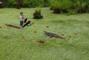 Alligator & Max (No Ads) screenshot 5