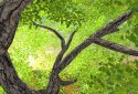 Nature Tree Milky Way live wallpaper screenshot 5