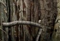 Samorost 2 screenshot 2