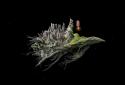Samorost 1 screenshot 1