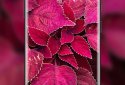 4K Wallpapers, HD Backgrounds screenshot 16