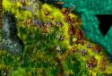 Cultures 2: Gates of Asgard screenshot 4