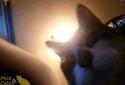 Mice Catch - Cat Game screenshot 2