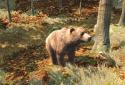 Way of the Hunter Wild Europe screenshot 1