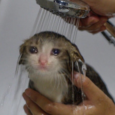 НедоЧеловек