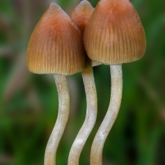 Edemzagribami
