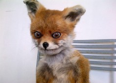 Острый Шлангит