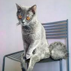 Упоротый Кот