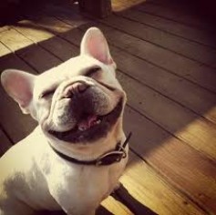 SmilingDog